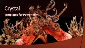  Presentation with starfish - Cool new slides with great barrier reef - starfish and featherstar backdrop and a wine colored foreground