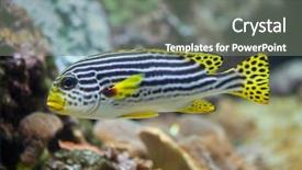  Presentation with marine - Beautiful slides featuring great barrier reef - yellow-banded sweetlips plectorhinchus lineatus marine backdrop and a gray colored foreground
