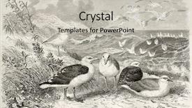  Presentation with black - Beautiful theme featuring great black-backed gull old backdrop and a  colored foreground