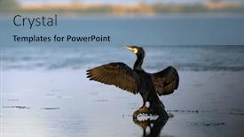  Presentation with danube delta - Presentation having great-black-cormorants background and a light blue colored foreground