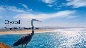  Presentation with blue wave crystal - Slide set with great blue heron ardea cinerea in newport pier california usa background and a light blue colored foreground