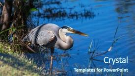  Presentation with florida - Colorful PPT theme enhanced with great blue heron in everglades backdrop and a ocean colored foreground