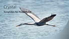  Presentation with wetland - Audience pleasing PPT layouts consisting of great-blue-heron-in-flight backdrop and a light blue colored foreground