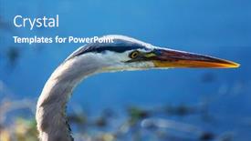  Presentation with florida - Colorful slide set enhanced with great-blue-heron-posing backdrop and a teal colored foreground