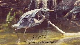  Presentation with florida - Amazing slide set having great-blue-heron-posing backdrop and a coral colored foreground