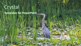  Presentation with marsh - Colorful presentation theme enhanced with great-blue-heron backdrop and a tawny brown colored foreground