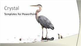  Presentation with lake - PPT layouts with great-blue-heron background and a white colored foreground