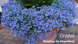  Presentation with plant - Amazing presentation design having great-blue-lobelia-erinus-plant backdrop and a ocean colored foreground
