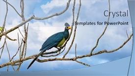  Presentation with uganda - Slide set with great-blue-turaco-corythaeola-cristata background and a light blue colored foreground