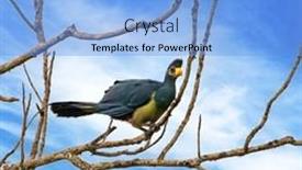  Presentation with uganda - Presentation theme enhanced with great-blue-turaco-corythaeola-cristata background and a  colored foreground