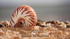  Presentation with sea shell - Slides consisting of great-british-summer-beach background and a coral colored foreground