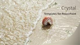  Presentation with sea shell - Colorful presentation enhanced with great-british-summer-beach backdrop and a soft green colored foreground