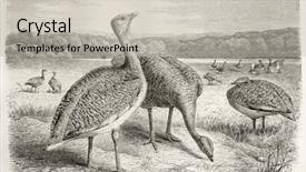  Presentation with create - Audience pleasing slides consisting of great bustard old illustration otis backdrop and a  colored foreground