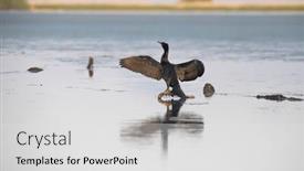  Presentation with coal mining great wheel - Presentation design featuring great-cormorant-bird background and a light gray colored foreground