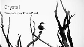  Presentation with to kill a bird - PPT layouts having great-cormorant-bird background and a white colored foreground