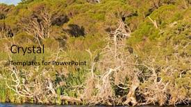  Presentation with birds moving presentaion - Colorful slides enhanced with great cormorant little pied cormorant backdrop and a gold colored foreground