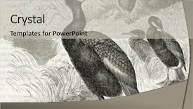  Presentation with old muscle car - Amazing slide deck having great cormorant old illustration phalacrocorax backdrop and a  colored foreground