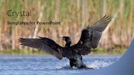  Presentation with danube delta - PPT theme with great-cormorant-phalacrocorax-carbo background and a coral colored foreground