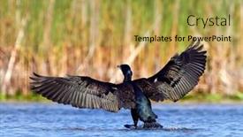  Presentation with danube delta - Presentation design featuring great-cormorant-phalacrocorax-carbo background and a yellow colored foreground