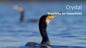  Presentation with danube delta - Amazing presentation design having great-cormorant-phalacrocorax-carbo backdrop and a ocean colored foreground