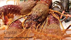  Presentation with crabs - Presentation design enhanced with great-crabs-shrimps-and-lobster background and a red colored foreground