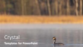  Presentation with czech republic - Presentation theme having great-crested-grebe-podiceps-cristatus background and a gray colored foreground