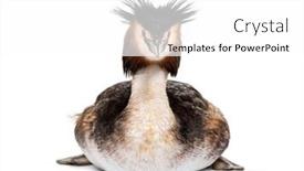  Presentation with grey black white brick - Slide set enhanced with great-crested-grebe-podiceps-cristatus background and a white colored foreground