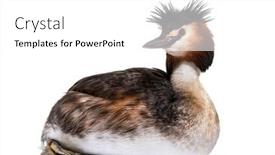  Presentation with art white gray grey - Presentation theme enhanced with great-crested-grebe-podiceps-cristatus background and a white colored foreground