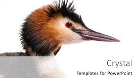  Presentation with grey black white brick - Slide deck featuring great-crested-grebe-podiceps-cristatus background and a white colored foreground
