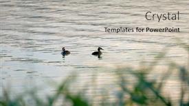  Presentation with green lake - PPT layouts consisting of great-crested-grebe-podiceps-cristatus background and a light gray colored foreground