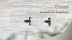  Presentation with green lake - Presentation theme having great-crested-grebe-podiceps-cristatus background and a light gray colored foreground