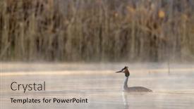  Presentation with great depression - Presentation design featuring great-crested-grebe-podiceps-cristatus background and a mint green colored foreground