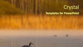 Presentation with czech republic - Slide deck consisting of great-crested-grebe-podiceps-cristatus background and a tawny brown colored foreground