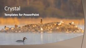  Presentation with czech republic - PPT theme consisting of great-crested-grebe-podiceps-cristatus background and a  colored foreground