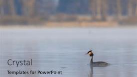  Presentation with czech republic - Presentation design featuring great-crested-grebe-podiceps-cristatus background and a  colored foreground