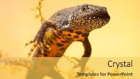  Presentation with animal conservation - PPT layouts having great crested newt or water background and a yellow colored foreground