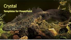 Presentation with animal conservation - Amazing PPT theme having great crested newt or water backdrop and a wine colored foreground