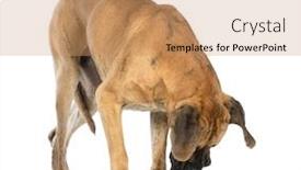  Presentation with snail - PPT layouts enhanced with disproportion - great dane looking background and a coral colored foreground