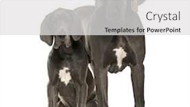  Presentation with standing sitting - Colorful PPT theme enhanced with great danes sitting and standing isolated on white backdrop and a light gray colored foreground