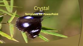 Presentation with great recession - Slide deck having great-eggfly-butterfly-hypolimnas-bolina background and a tawny brown colored foreground