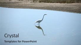  Presentation with huntington - Slide deck consisting of great egret aka ardea alba background and a light blue colored foreground