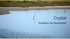  Presentation with huntington - Beautiful theme featuring great egret aka ardea alba or great white egret common egret large egret or sometimes confused for the great white heron looks for fish to eat in a wetlands in huntington beach california backdrop and a light blue colored foreground