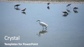  Presentation with huntington - Amazing slide deck having great egret aka ardea alba backdrop and a light blue colored foreground