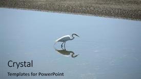  Presentation with huntington - Beautiful PPT layouts featuring great egret aka ardea alba backdrop and a light blue colored foreground