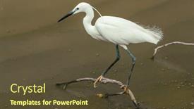  Presentation with lagoon - Beautiful PPT layouts featuring great egret ardea alba also known as the common egret sitting at branch in the shallow lagoon backdrop and a tawny brown colored foreground