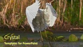  Presentation with lagoon - Slide deck enhanced with great-egret-ardea-alba background and a tawny brown colored foreground