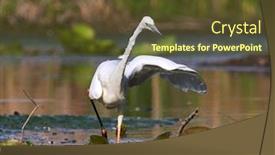  Presentation with lagoon - Audience pleasing presentation theme consisting of great-egret-ardea-alba backdrop and a tawny brown colored foreground