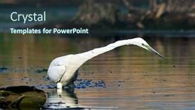  Presentation with lagoon - PPT theme featuring great-egret-ardea-alba background and a tawny brown colored foreground