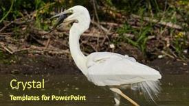  Presentation with lagoon - Cool new presentation with great-egret-ardea-alba backdrop and a tawny brown colored foreground