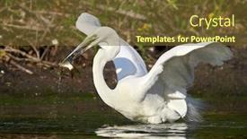  Presentation with lagoon - Presentation theme enhanced with great-egret-ardea-alba background and a tawny brown colored foreground